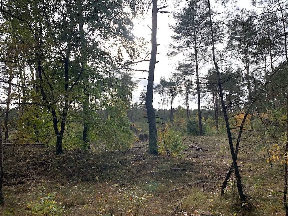 Bos CO2 compensatie AKF.